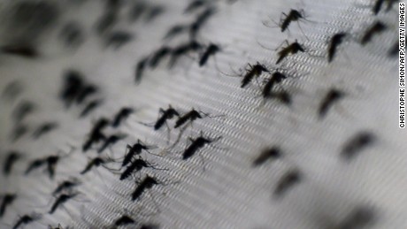 Zika Virus: The World Reacts